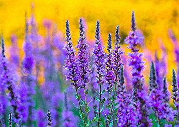 《怪物猎人：荒野》大更新前将有2次服务器维护